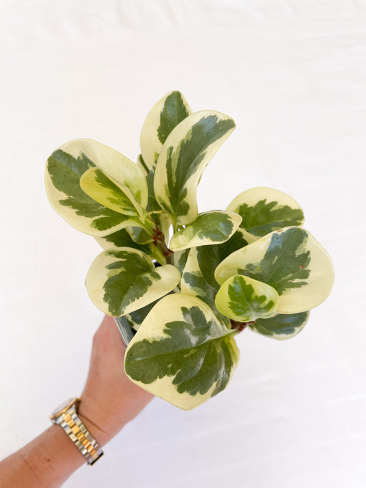 Peperomia Obtusifolia Variegated - Baby Rubber Plant
