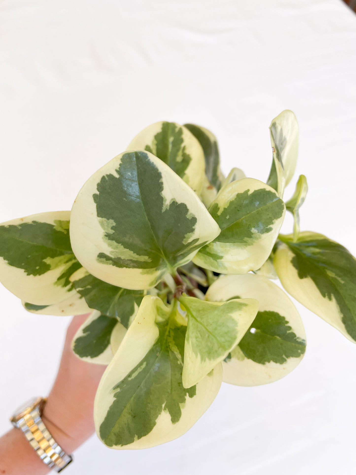 Peperomia Obtusifolia Variegated - Baby Rubber Plant