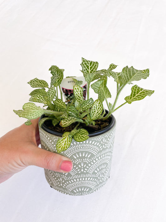 Fittonia Ann – Nerve Plant
