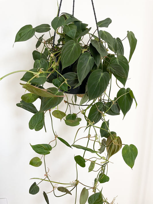 Philodendron Velvet Micans 180m Hanging Basket