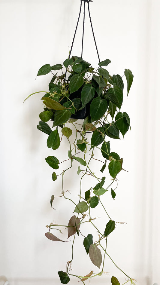 Philodendron Velvet Micans 180m Hanging Basket
