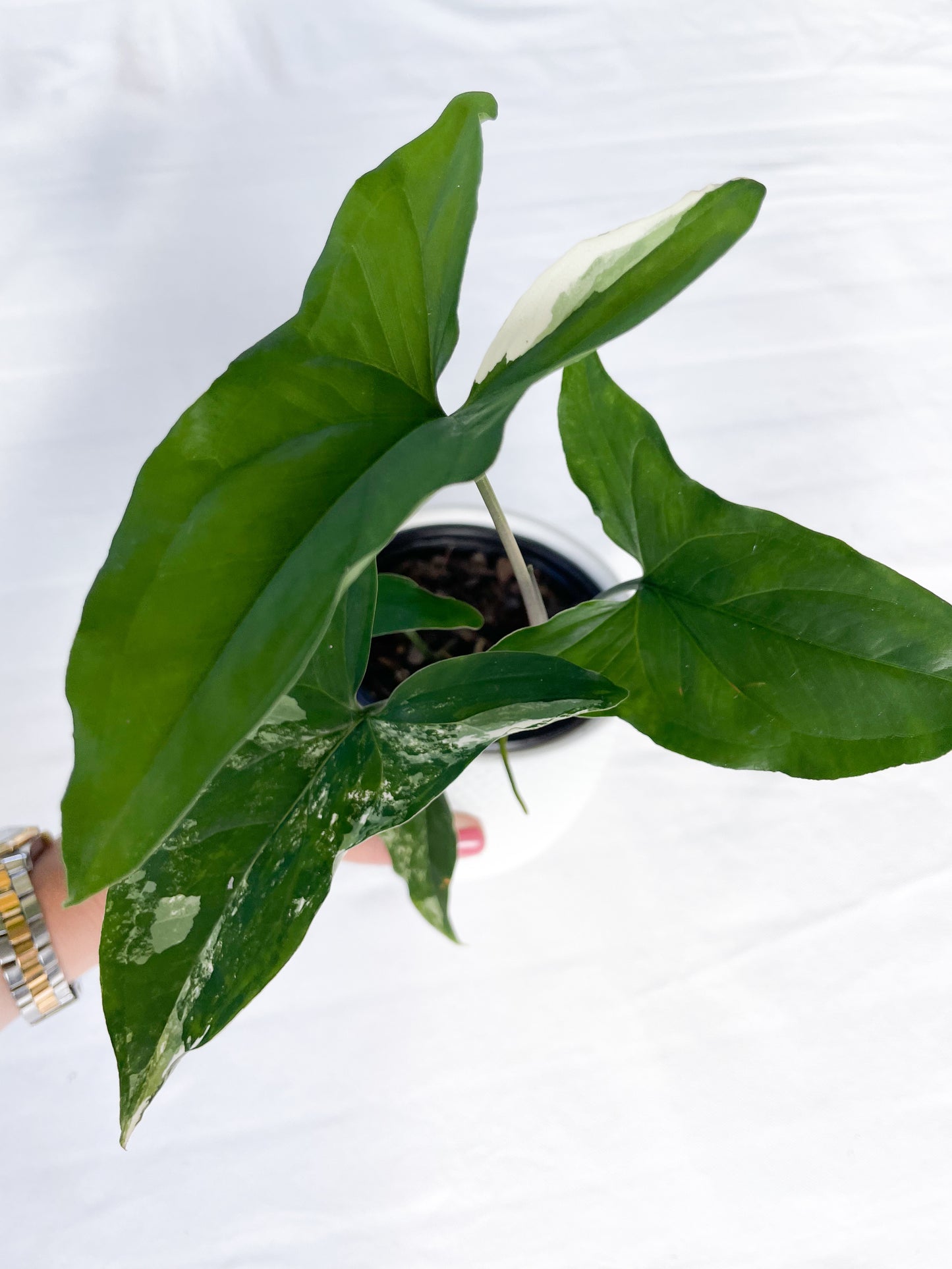 Syngonium Fantasy Variegated