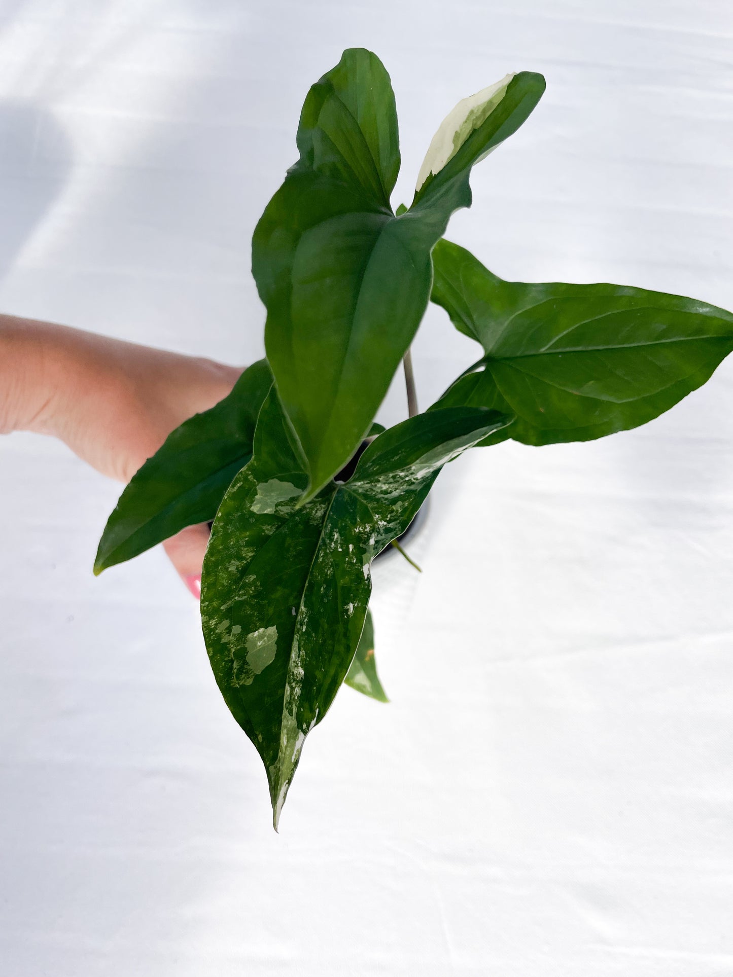 Syngonium Fantasy Variegated