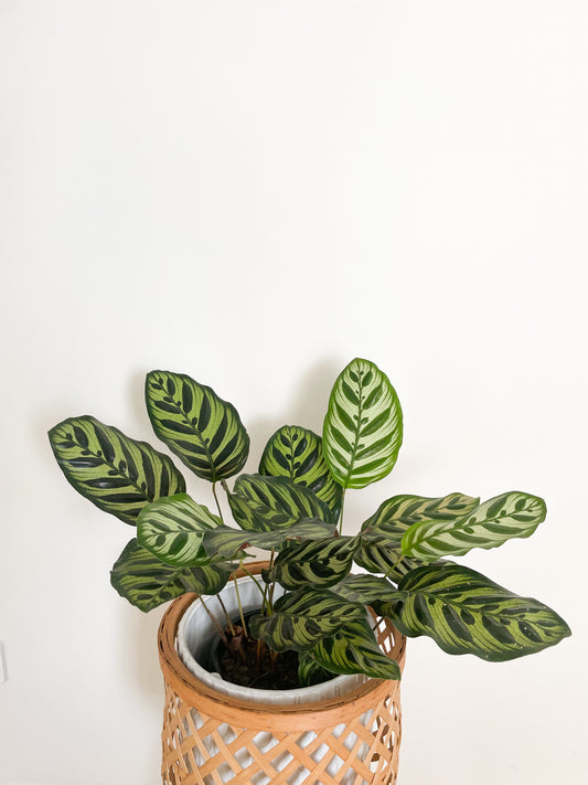 Calathea Makoyana - Peacock Plant