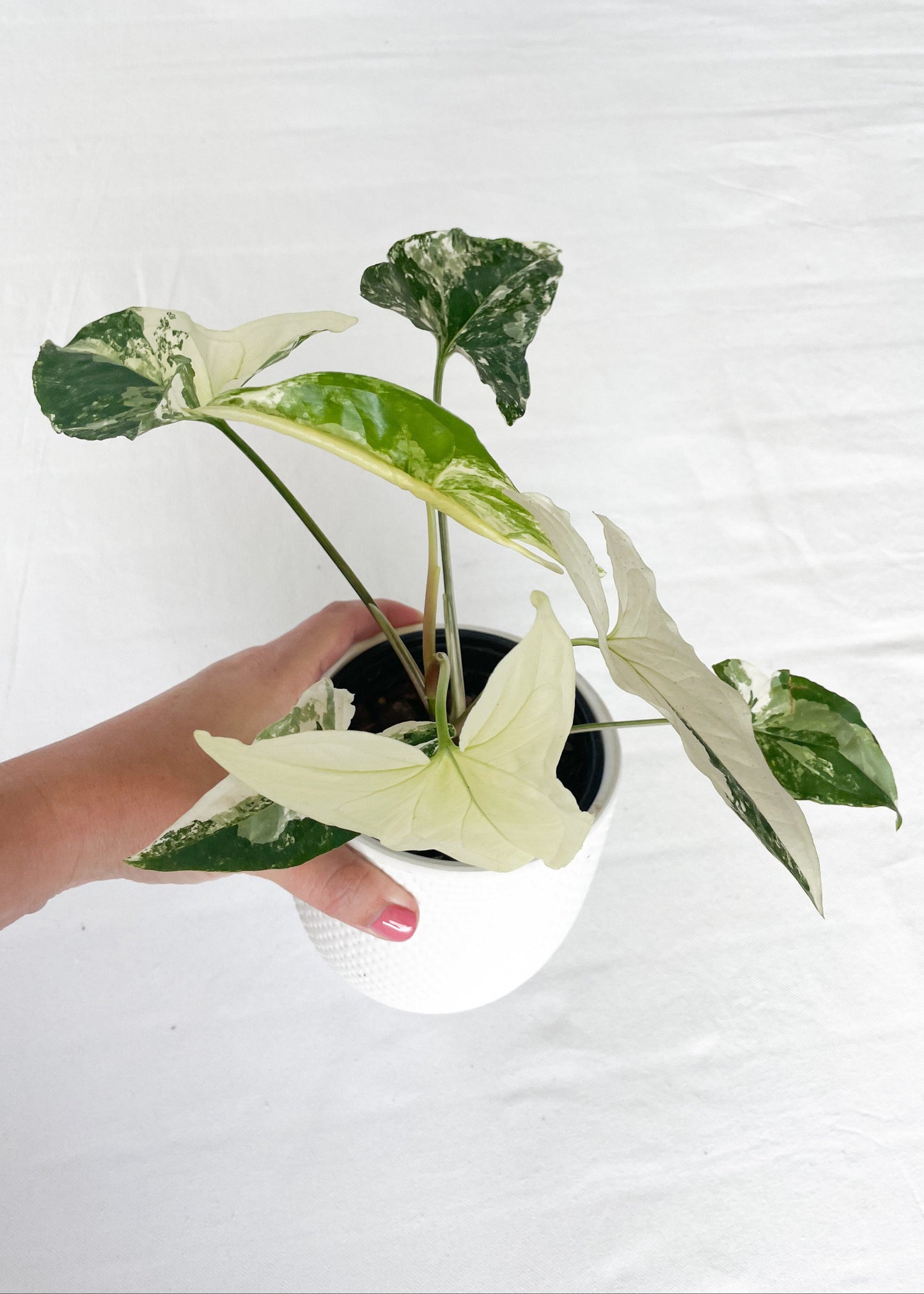 Syngonium Fantasy Variegated