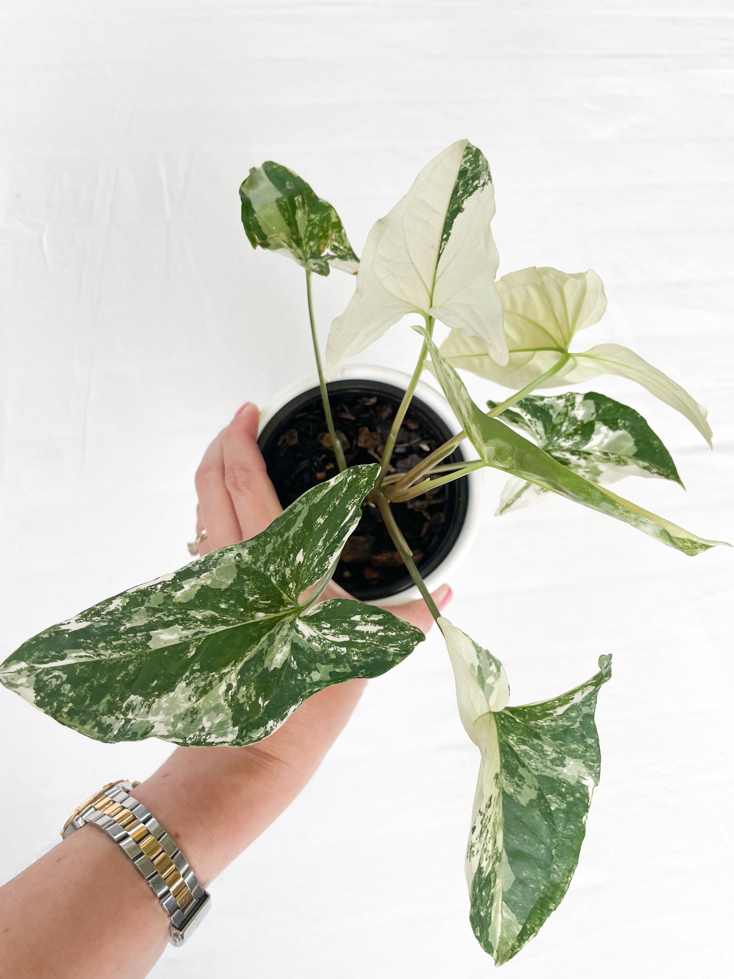 Syngonium Fantasy Variegated
