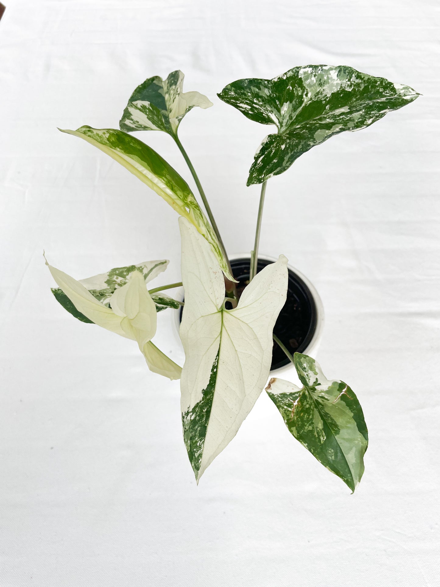 Syngonium Fantasy Variegated