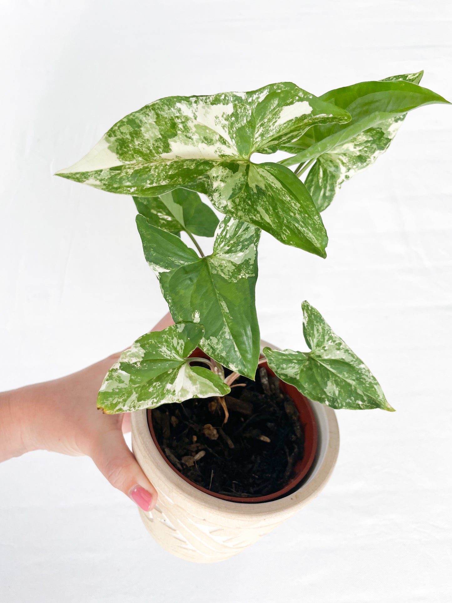Syngonium Fantasy Variegated