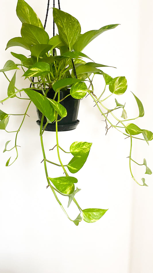 Epipremnum Aureum - Pothos Devils Ivy