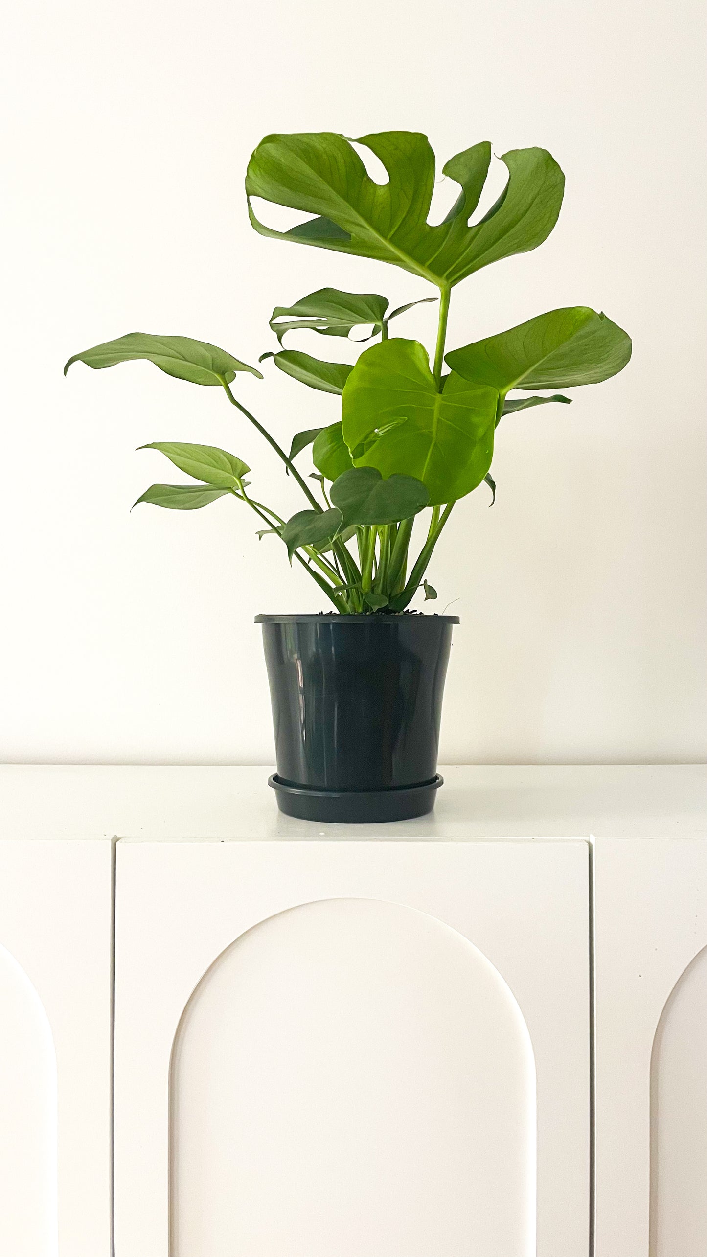 Monstera Deliciosa