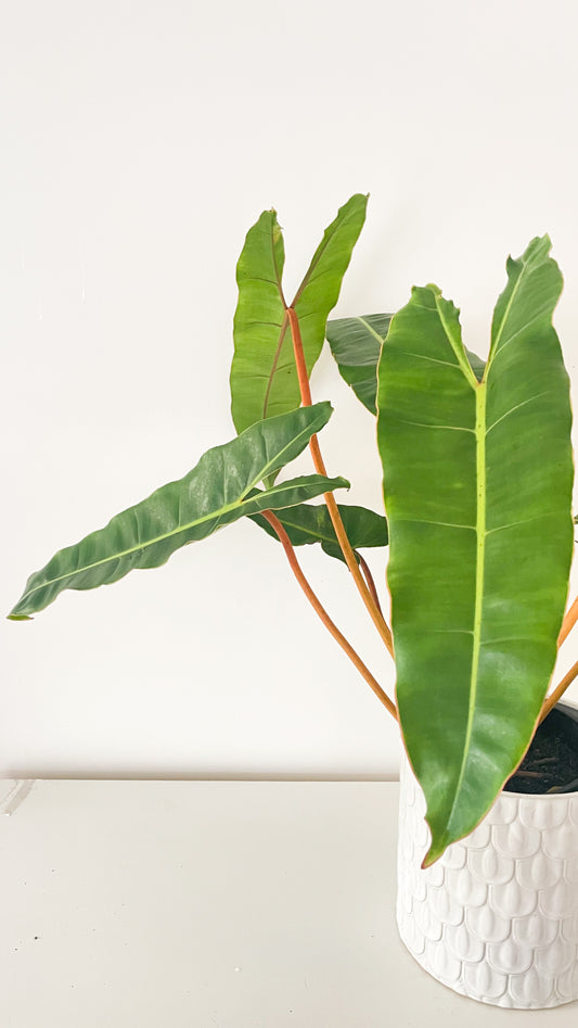 Philodendron Billietiae
