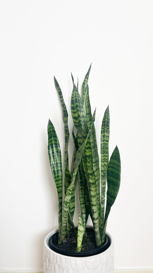 Snake Plant - Sansevieria Zeylanica 180mm