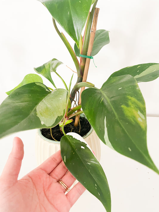 Philodendron White Princess