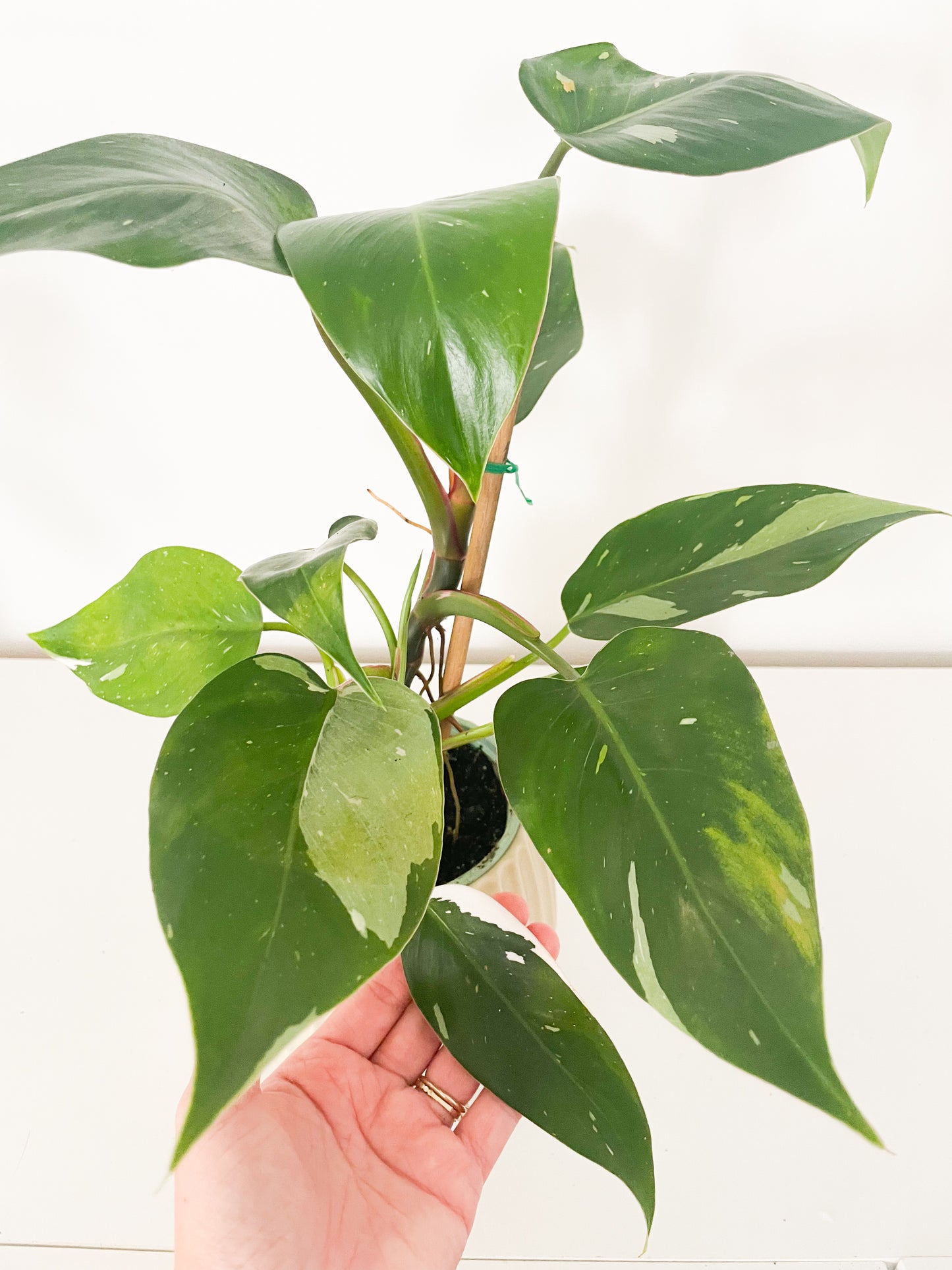 Philodendron White Princess