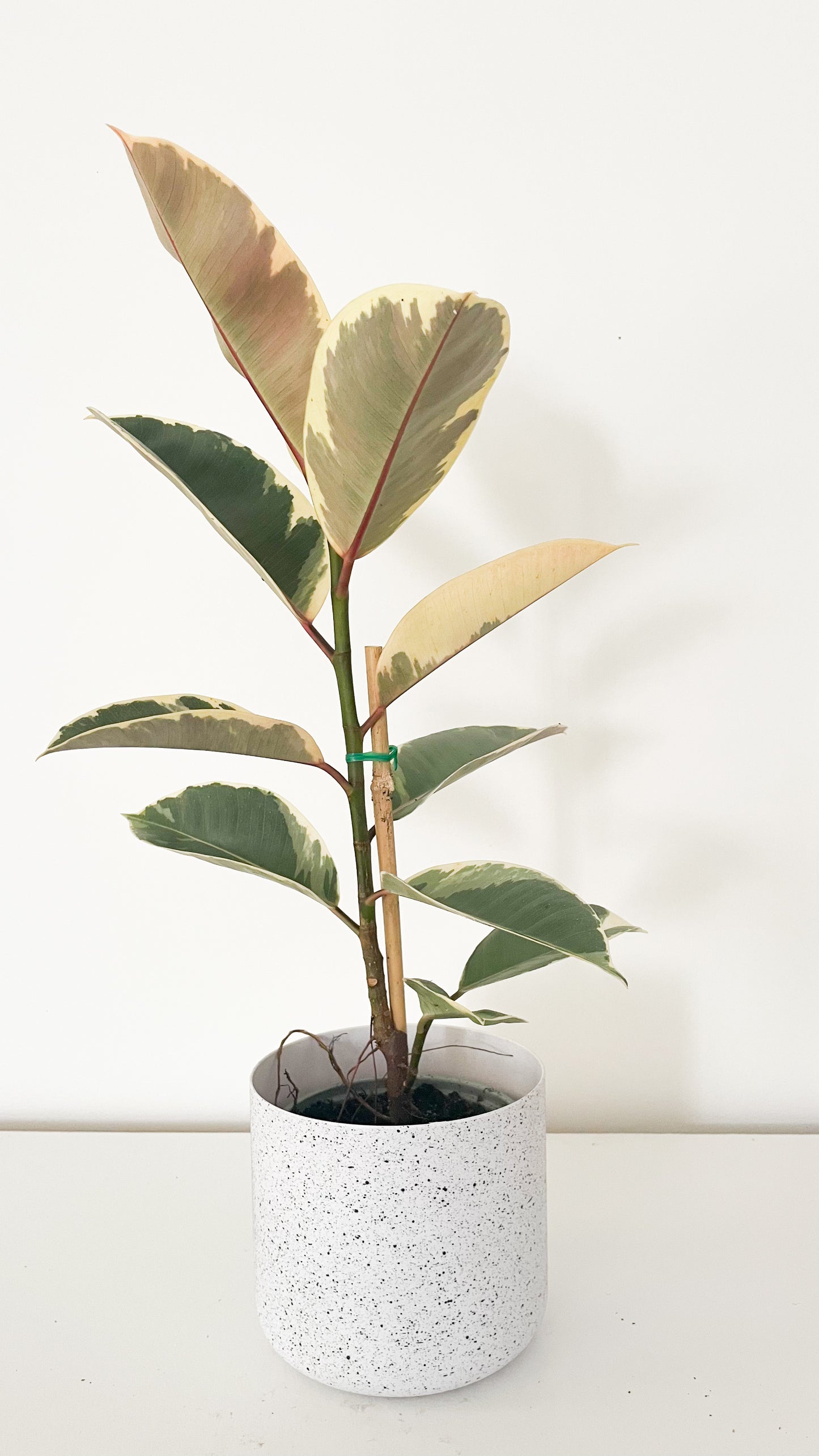 Ficus Elastica Tineke