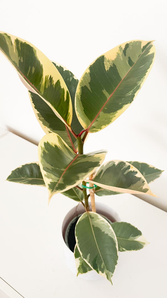 Ficus Elastica Tineke