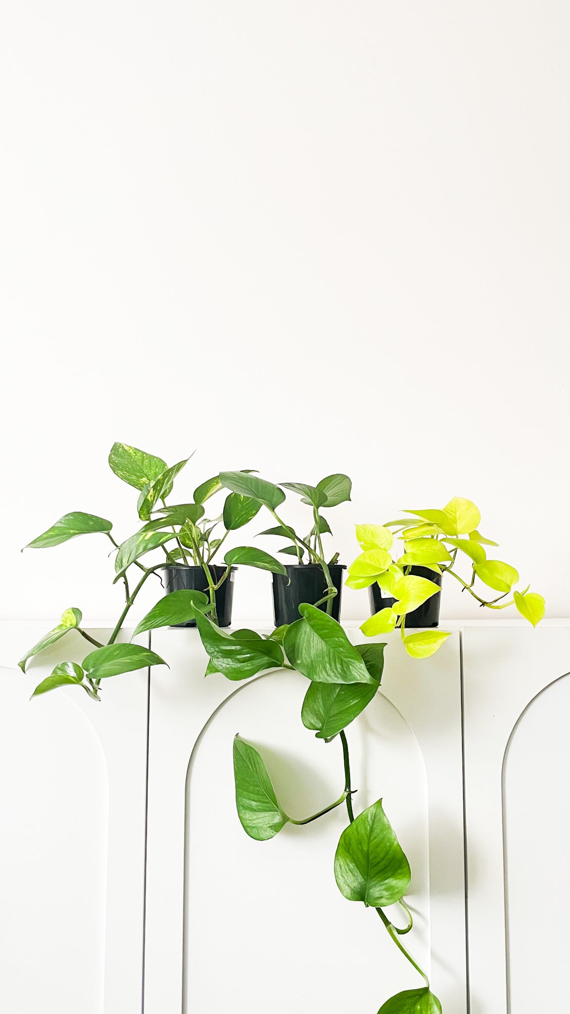 Devil's Ivy Pothos- (Epipremnum aureum)