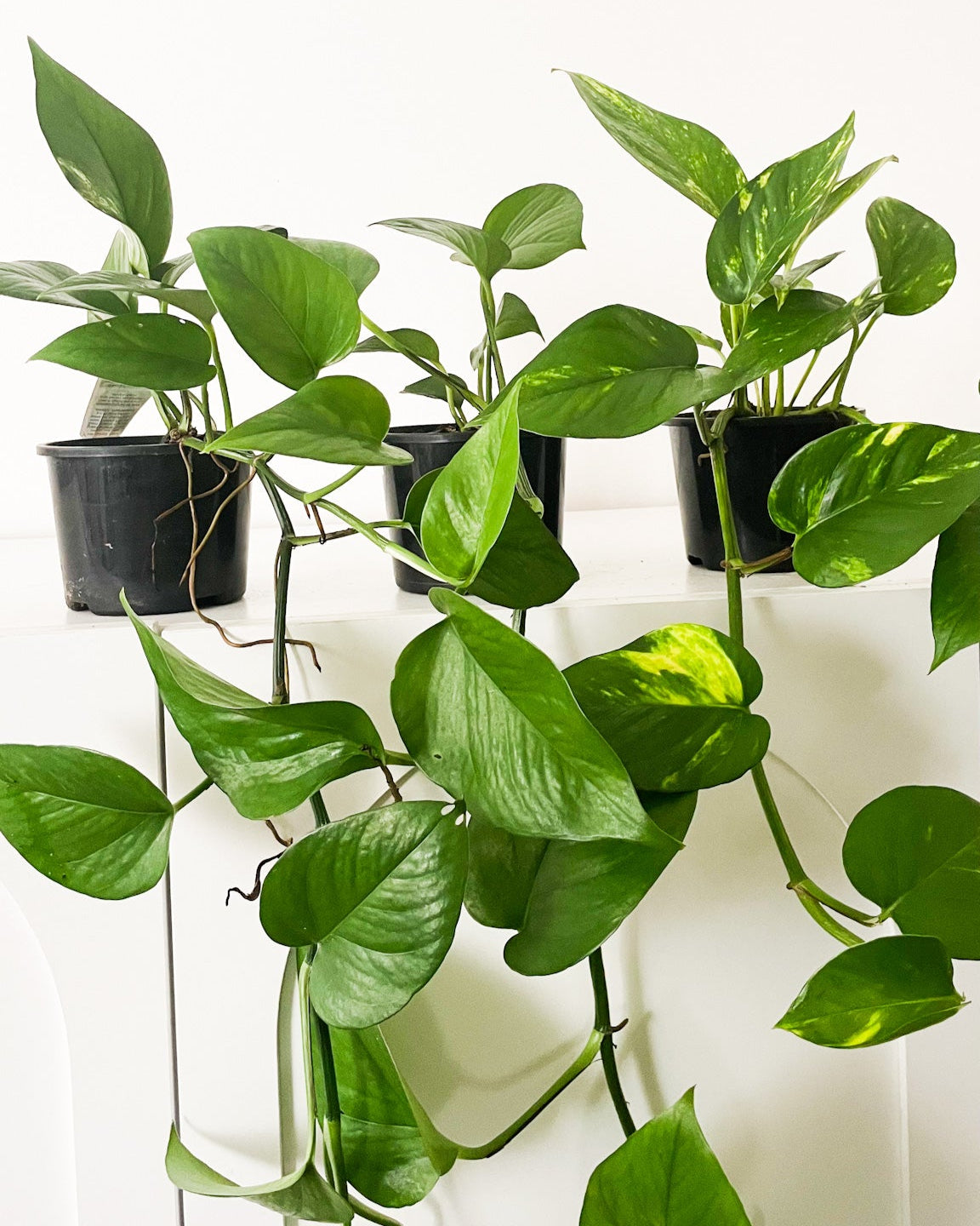 Devils Ivy free delivery 