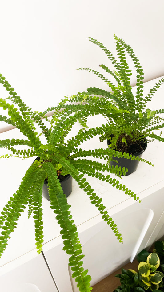 Lemon Button Fern (Nephrolepis cordifolia 'Duffii)
