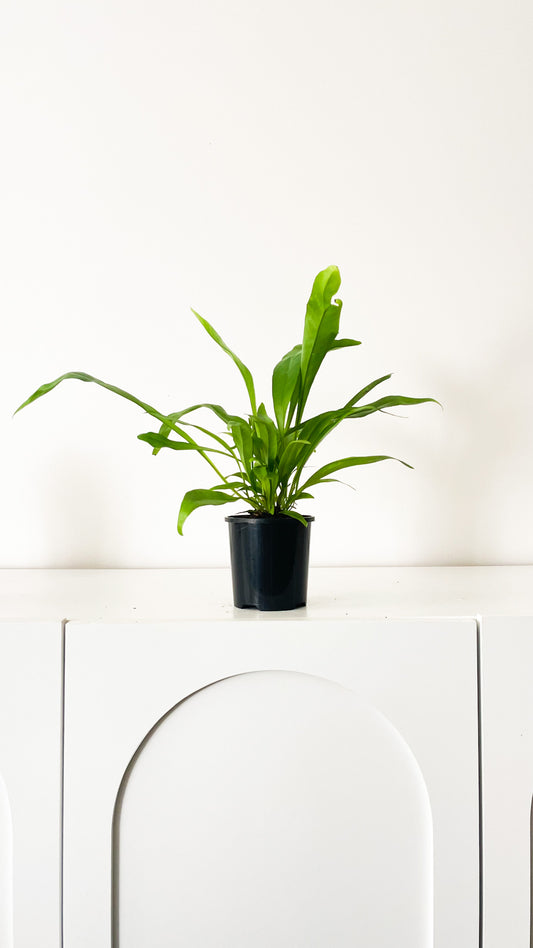Kangaroo fern