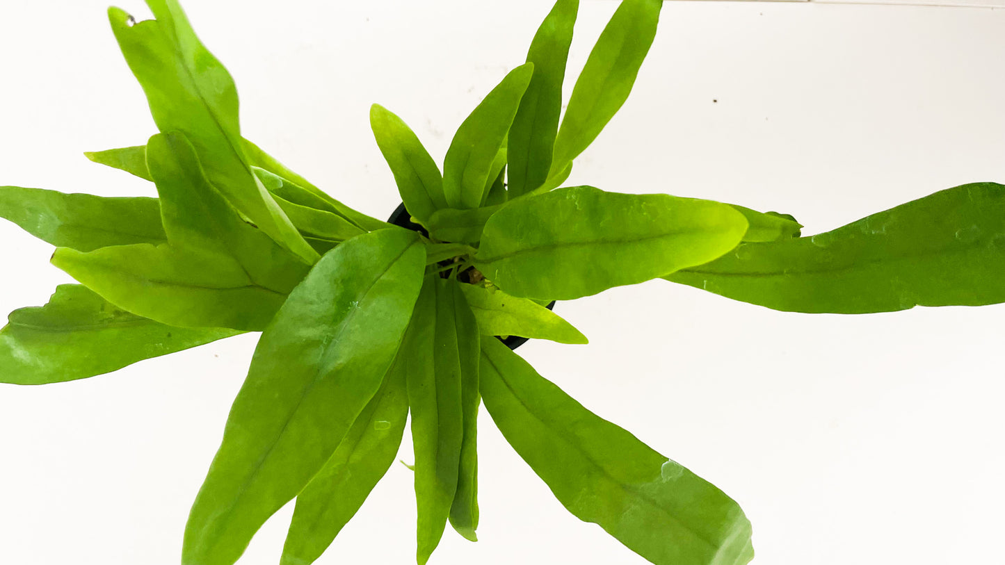 Kangaroo fern