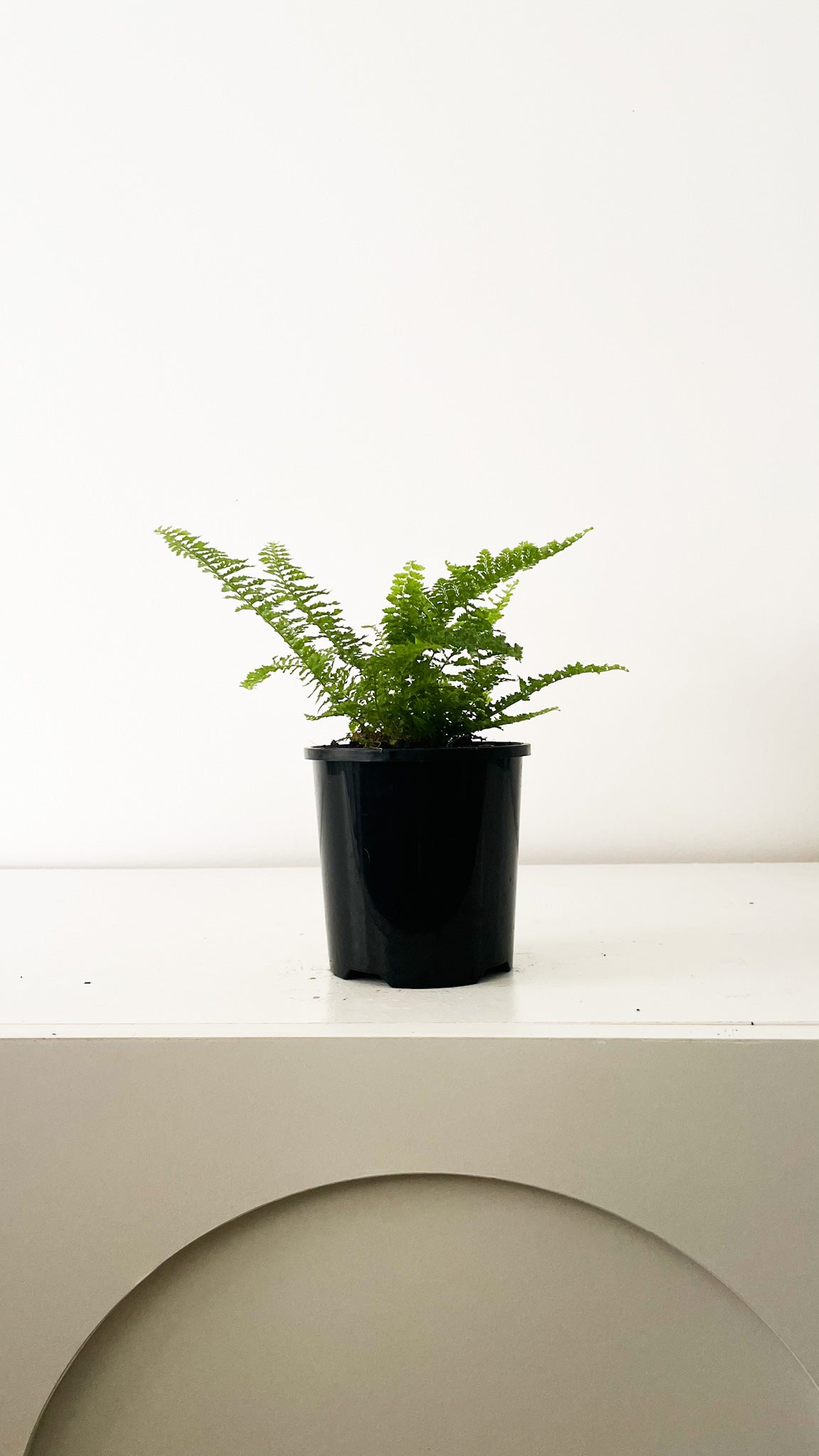 Fluffy Ruffles Fern