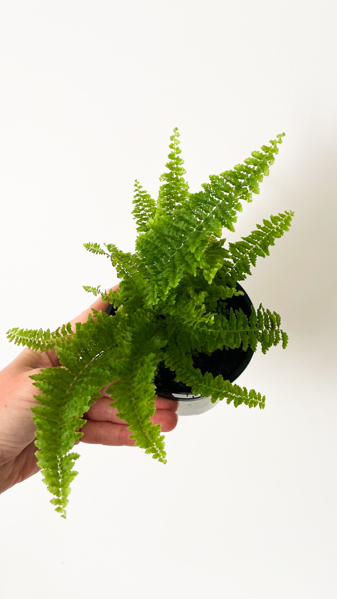 Fluffy Ruffles Fern