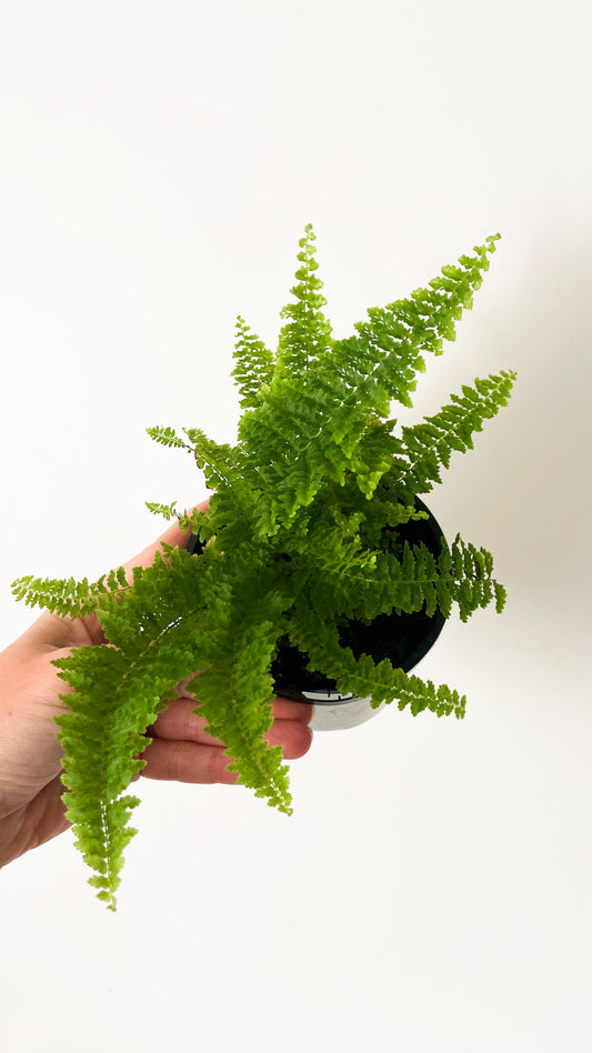 Fluffy Ruffles Fern