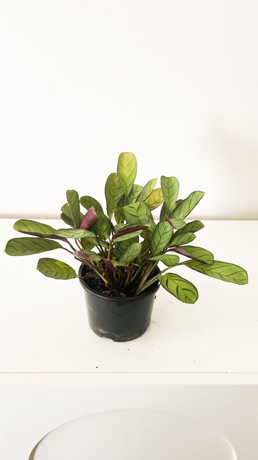 Never Never Plant or Fishbone Plant - Ctenanthe burle-marxii Amagris