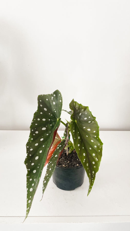 Polka Dot Begonia Maculata 