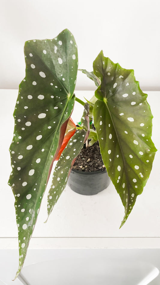 Polka Dot Begonia Maculata 