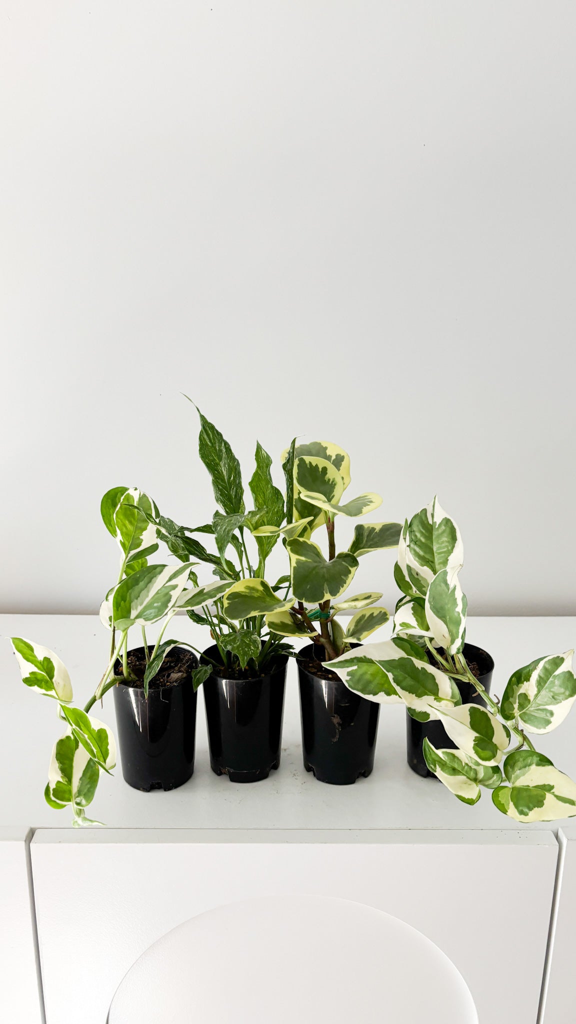 variegated plant pack free delivery 