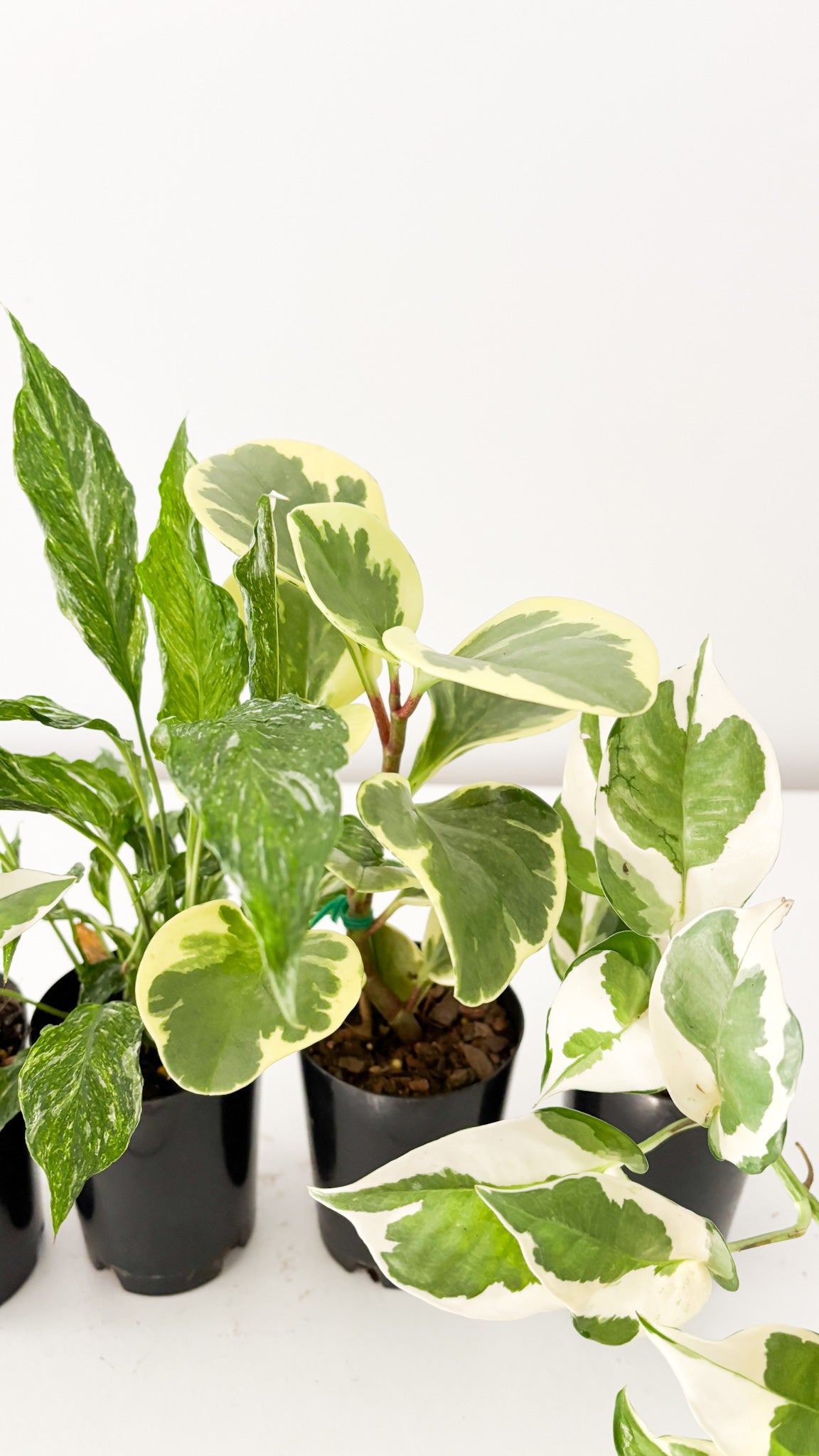 variegated plant pack free delivery 