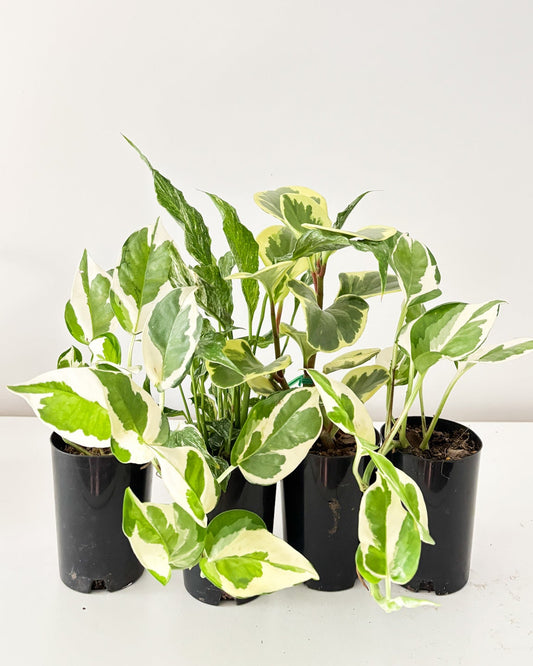 variegated plant pack free delivery 