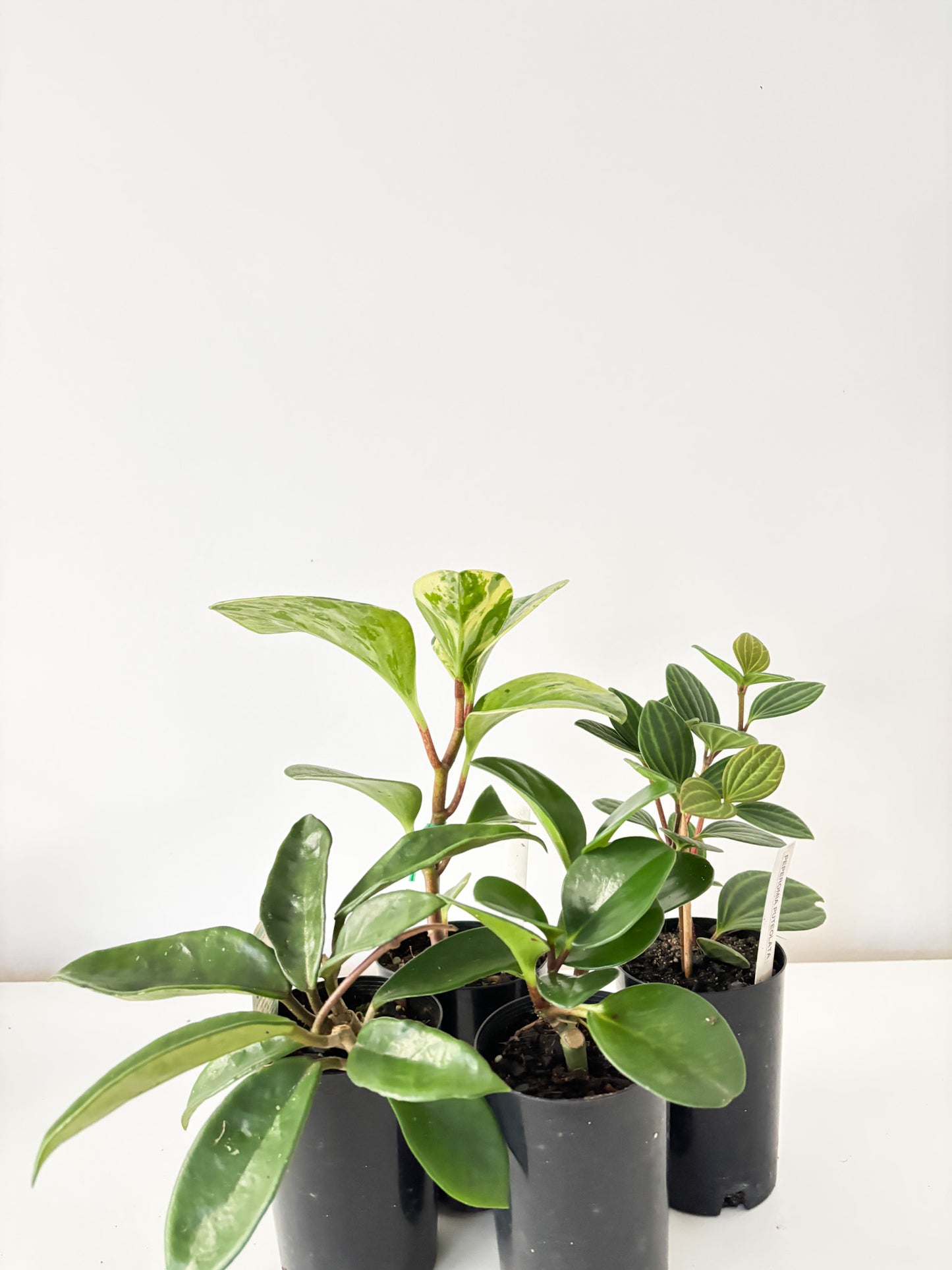 Pet Friendly Bundle (4x Small Plants) - Free Delivery