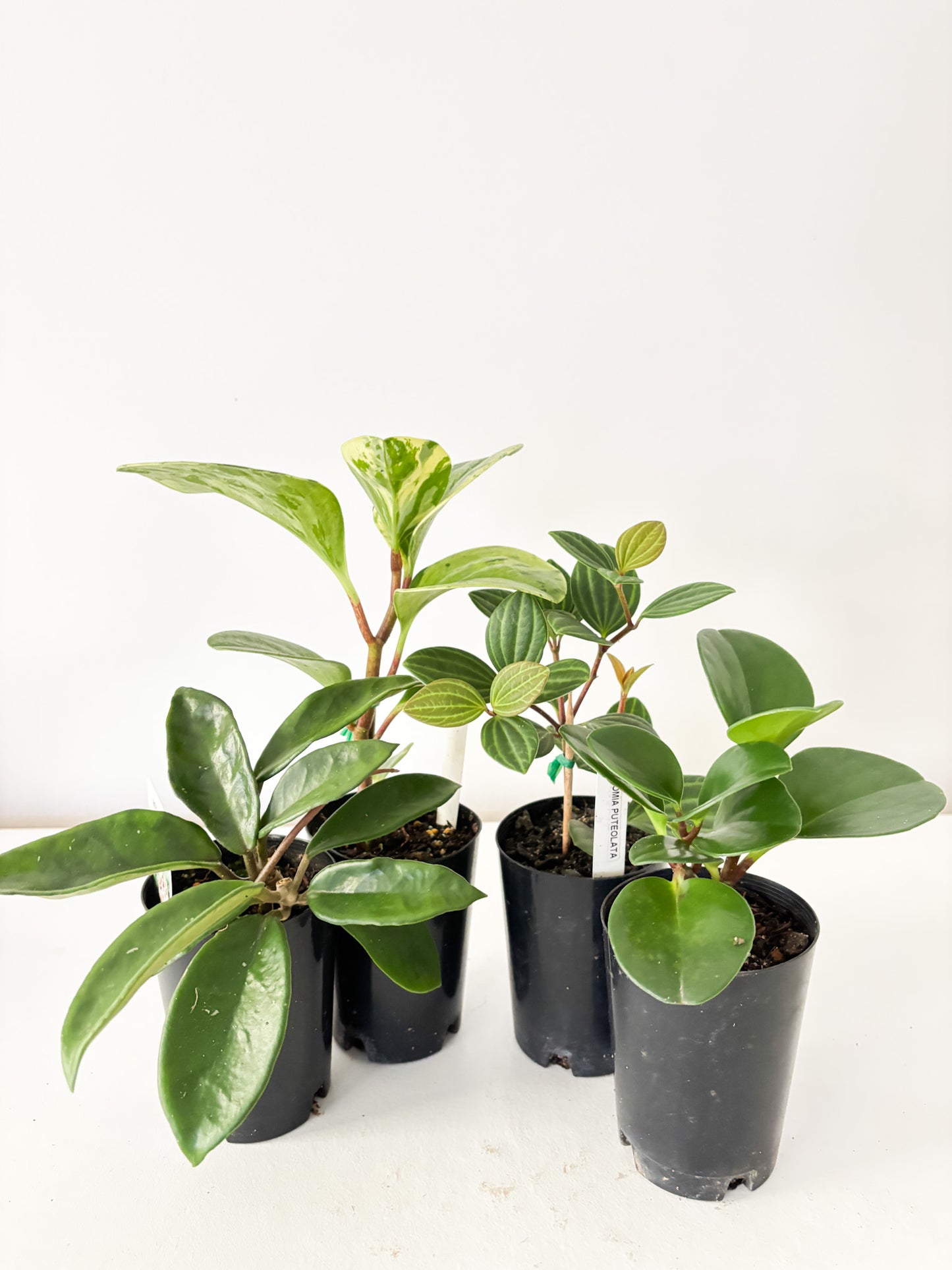 Pet Friendly Bundle (4x Small Plants) - Free Delivery