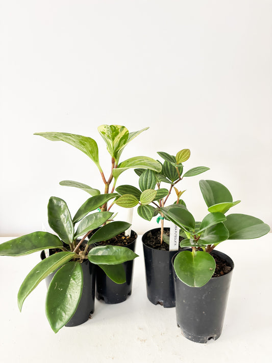 Pet Friendly Bundle (4x Small Plants) - Free Delivery