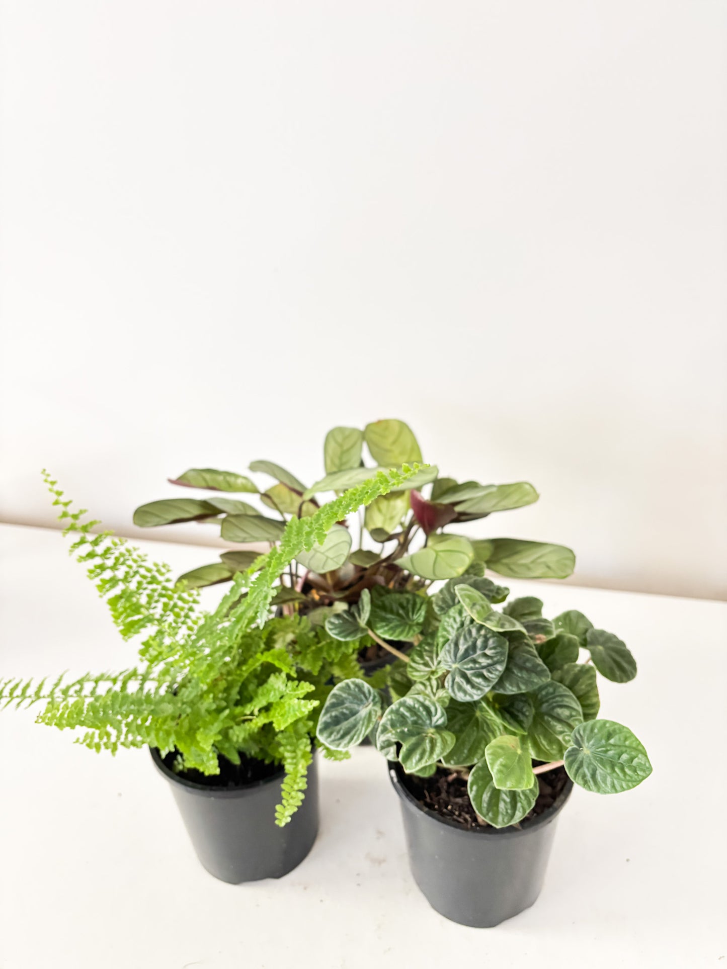 Pet Friendly Bundle (3x Medium Plants) - Free Delivery