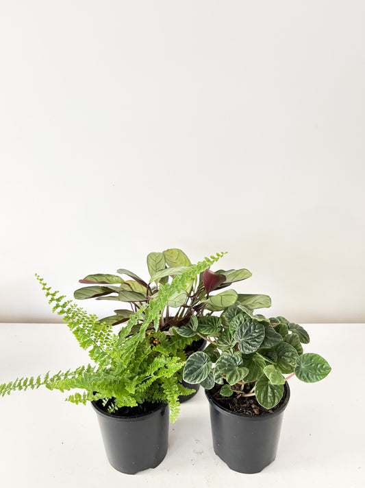 Pet Friendly Bundle (3x Medium Plants) - Free Delivery