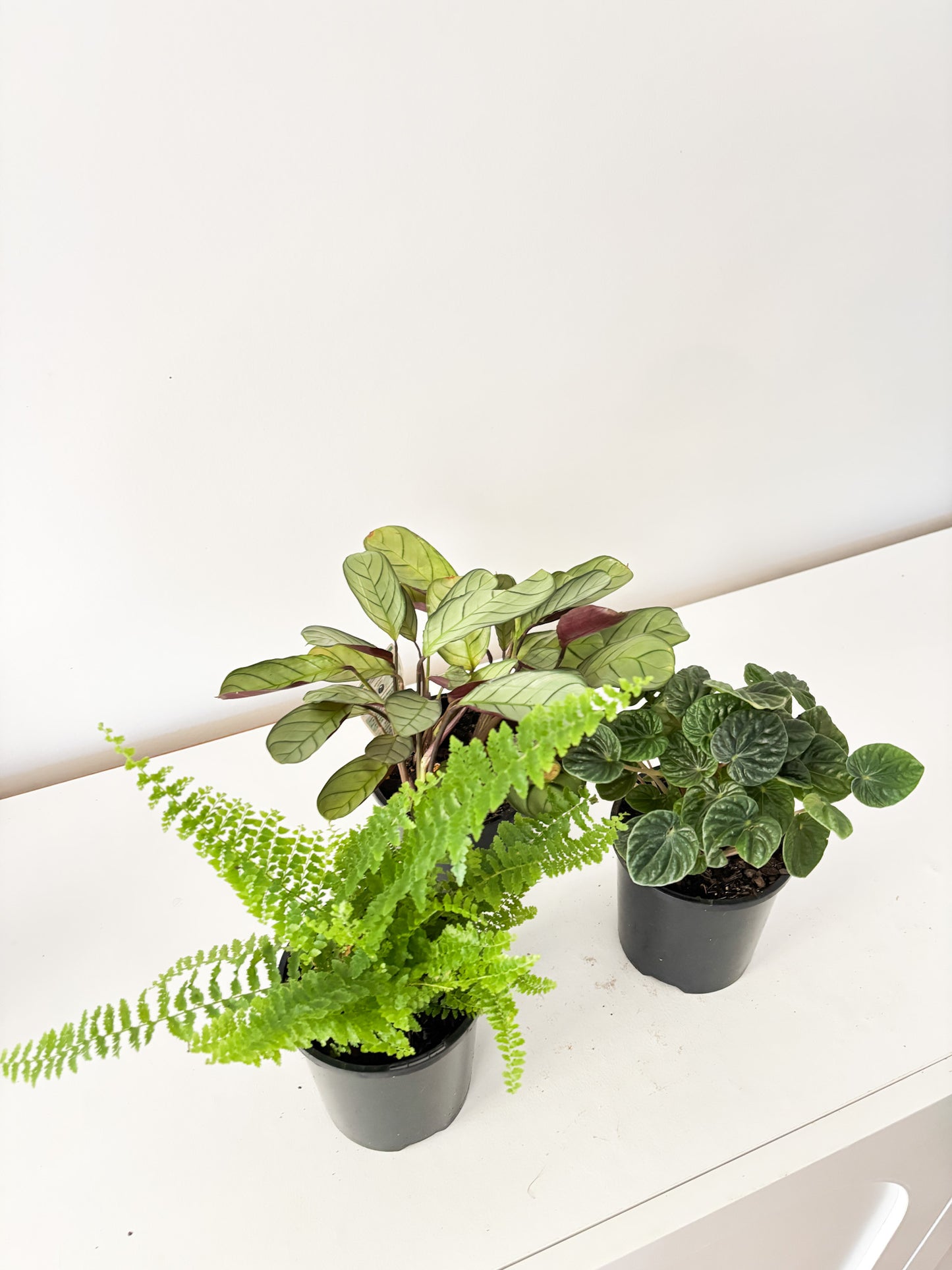 Pet Friendly Bundle (3x Medium Plants) - Free Delivery