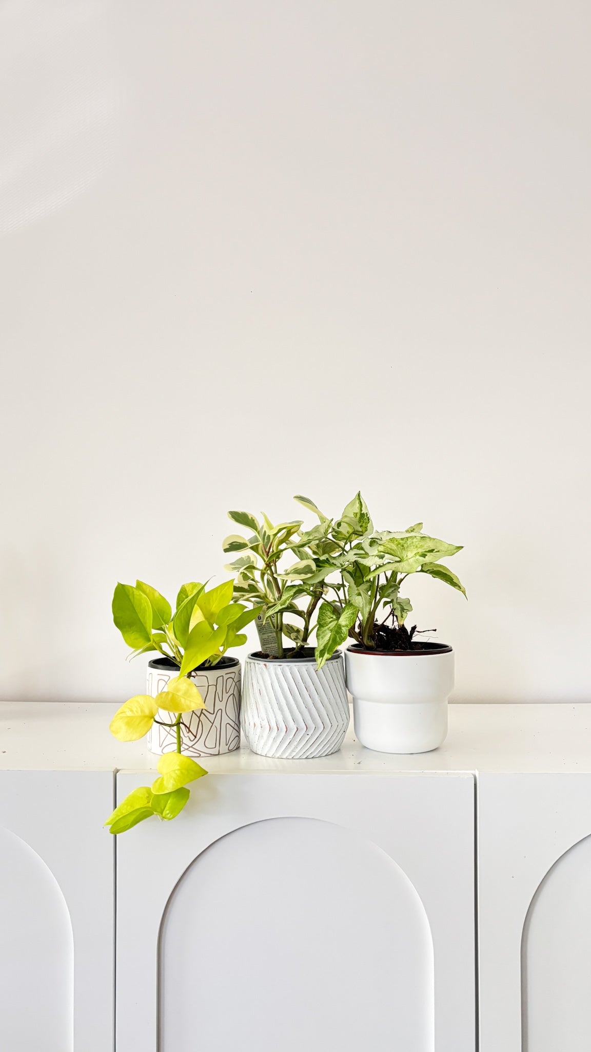 Build Your Own Bundle - 3 plants of your choice