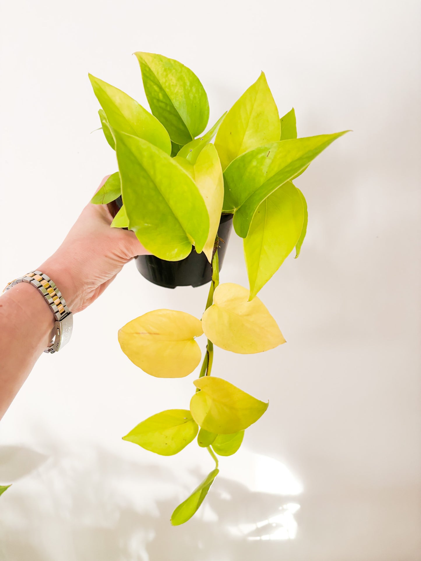 Golden Pothos -  Devil's Ivy