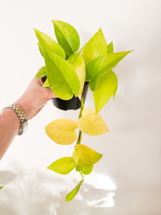 Golden Pothos -  Devil's Ivy