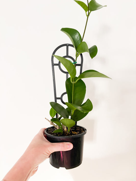 Hoya australis