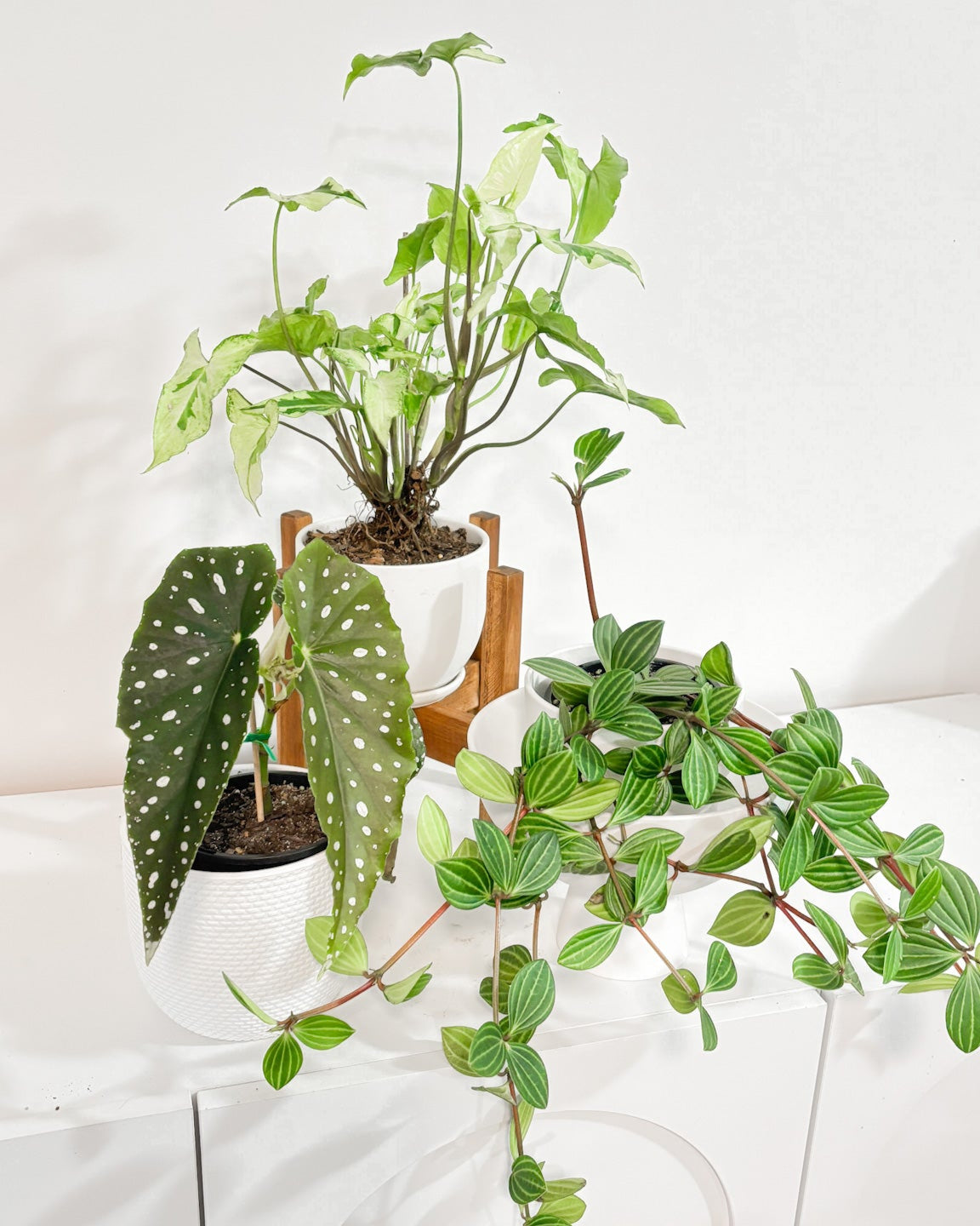 Peperomia Parallel, Syngonium, Begonia Polka Dot 