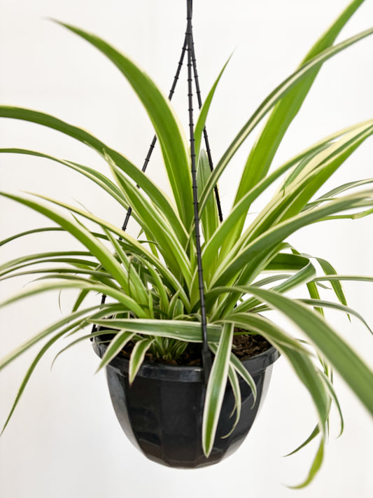 Spider Plant Hanging Basket (Chlorophytum comosum)