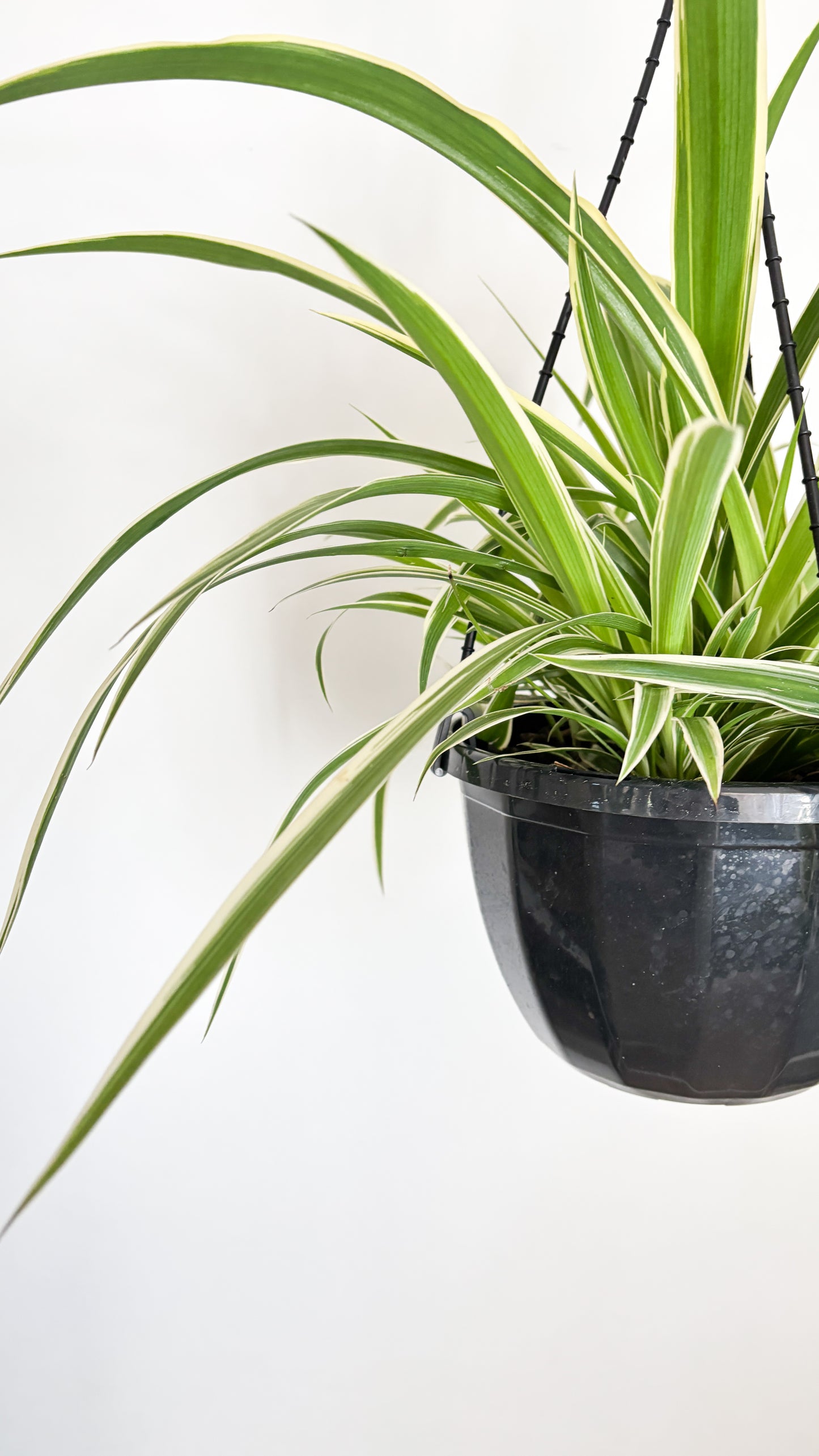 Spider Plant Hanging Basket (Chlorophytum comosum)