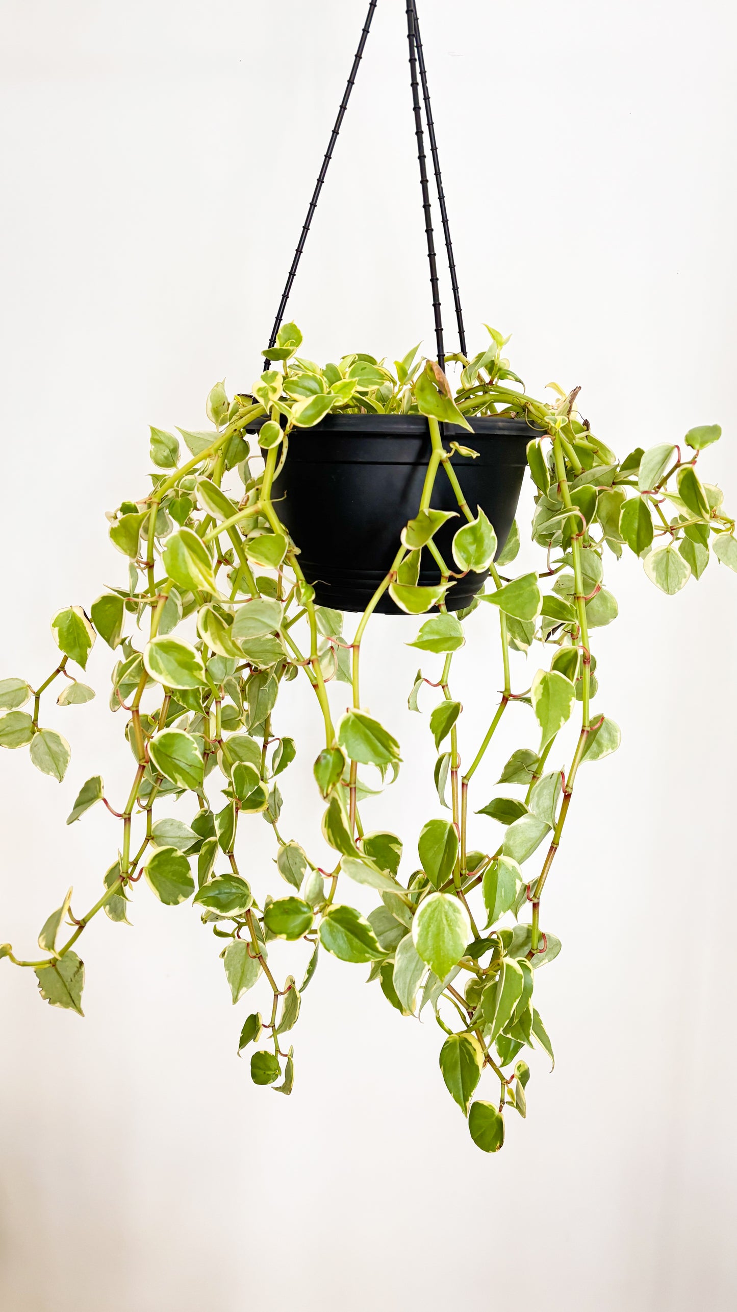 The Cupid Peperomia - Peperomia scandens Variegata