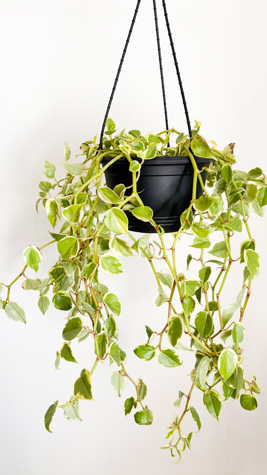 The Cupid Peperomia - Peperomia scandens Variegata