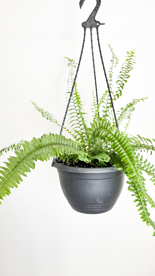 Boston Fern - Nephrolepis exaltata Montana Hanging Basket
